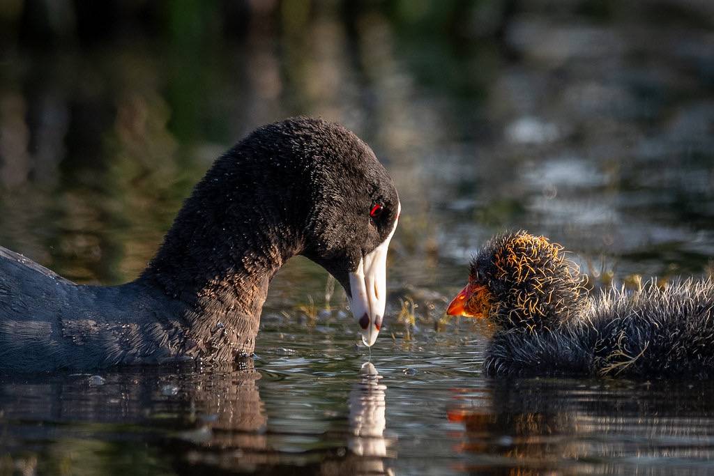 American Coot with chick by airboy123 is licensed under CC BY-NC-SA 2.0